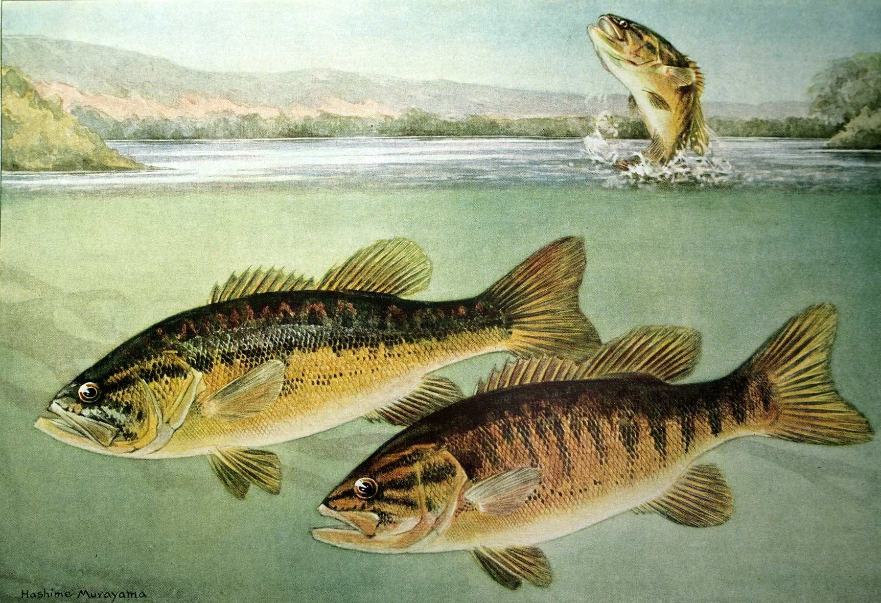 Small- and large-mouth bass - murayama