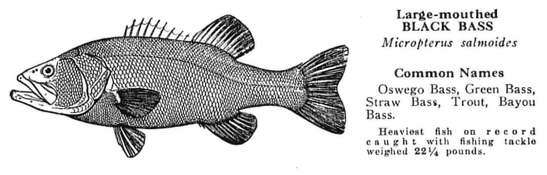Black bass - from Pflueger 1935 catalog