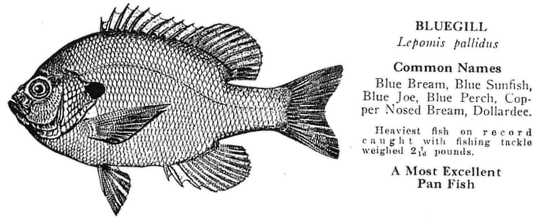 Sunfish - from Pflueger 1935 catalog
