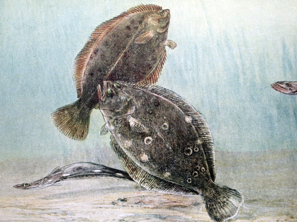 Flounders